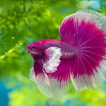 Betta Fish Names